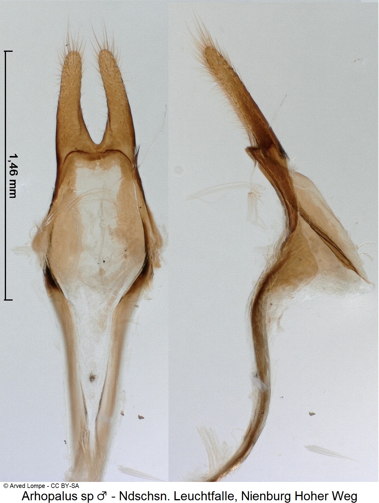 arhopalus_sp_m_ck36667409_pm.jpg