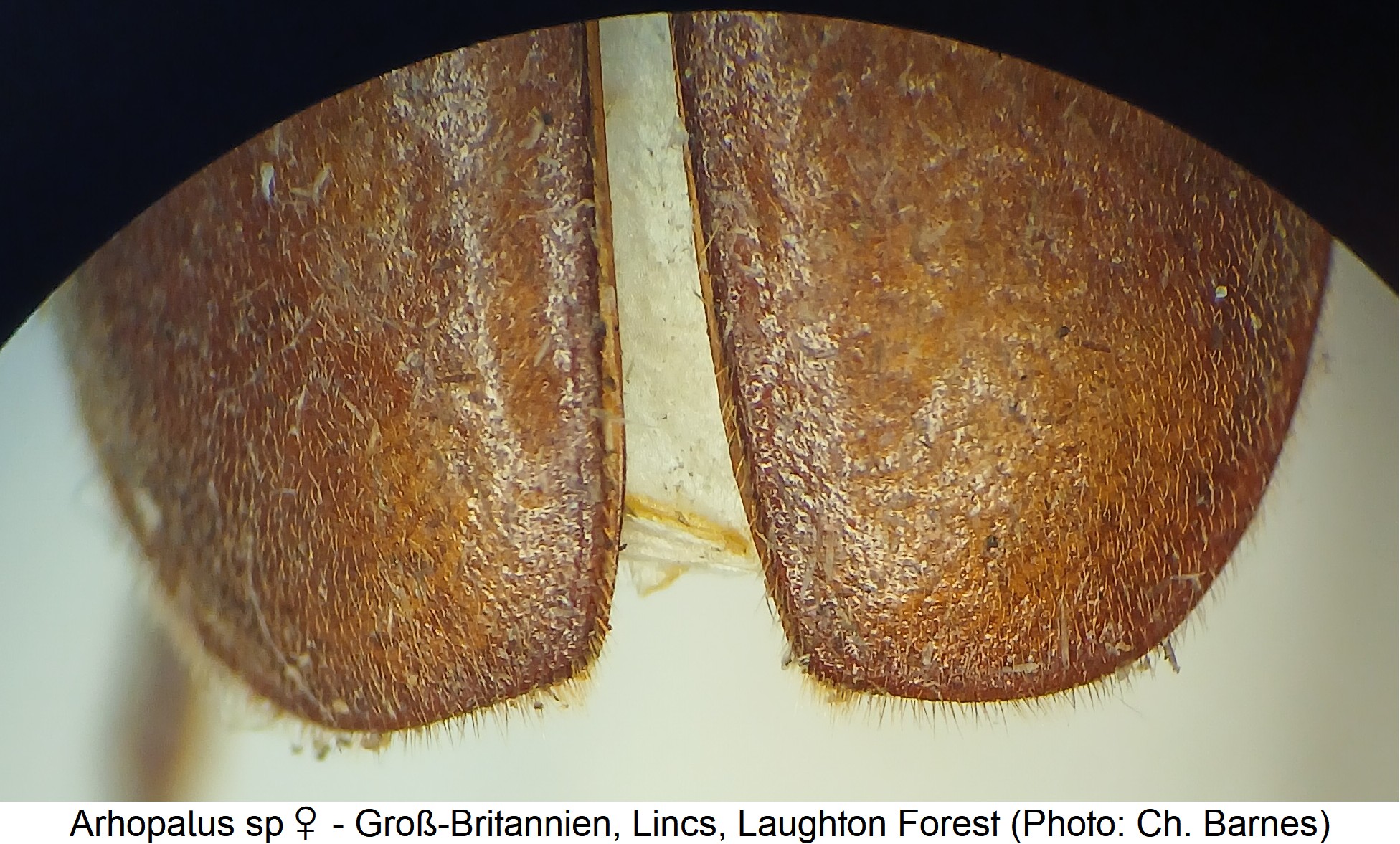arhopalus_sp_w_decl.jpg
