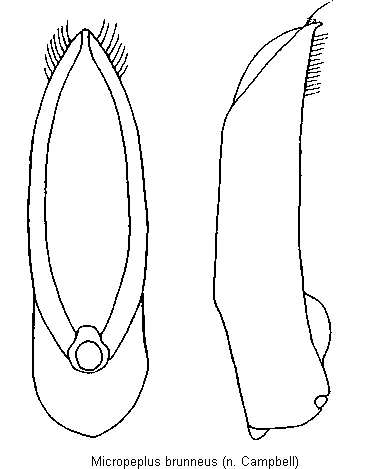 arrhenopeplus_brunneus.gif