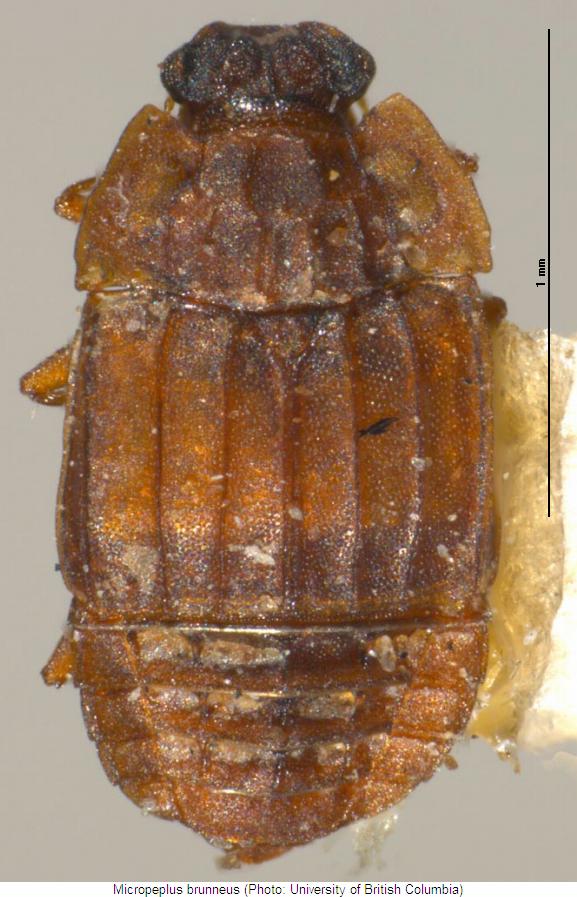 arrhenopeplus_brunneus_hab1.jpg