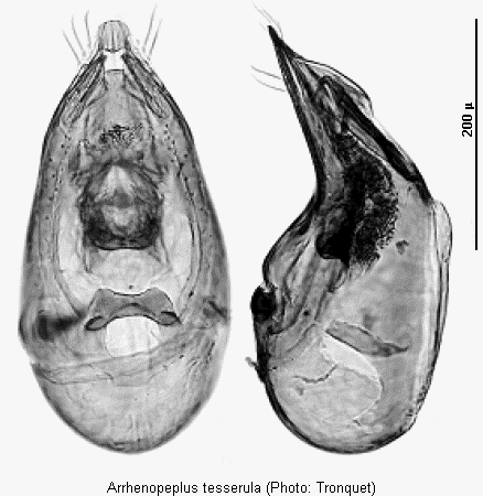 arrhenopeplus_tesserula.gif
