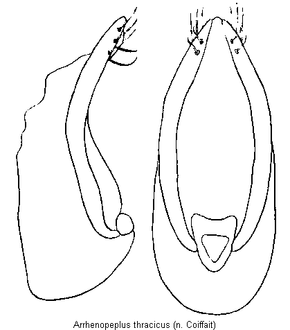 arrhenopeplus_thracicus.gif