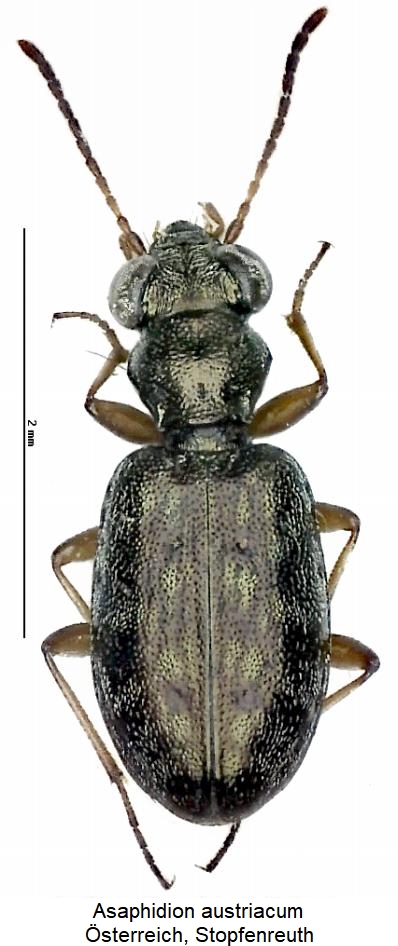 asaphidion_austriacum_hab.jpg