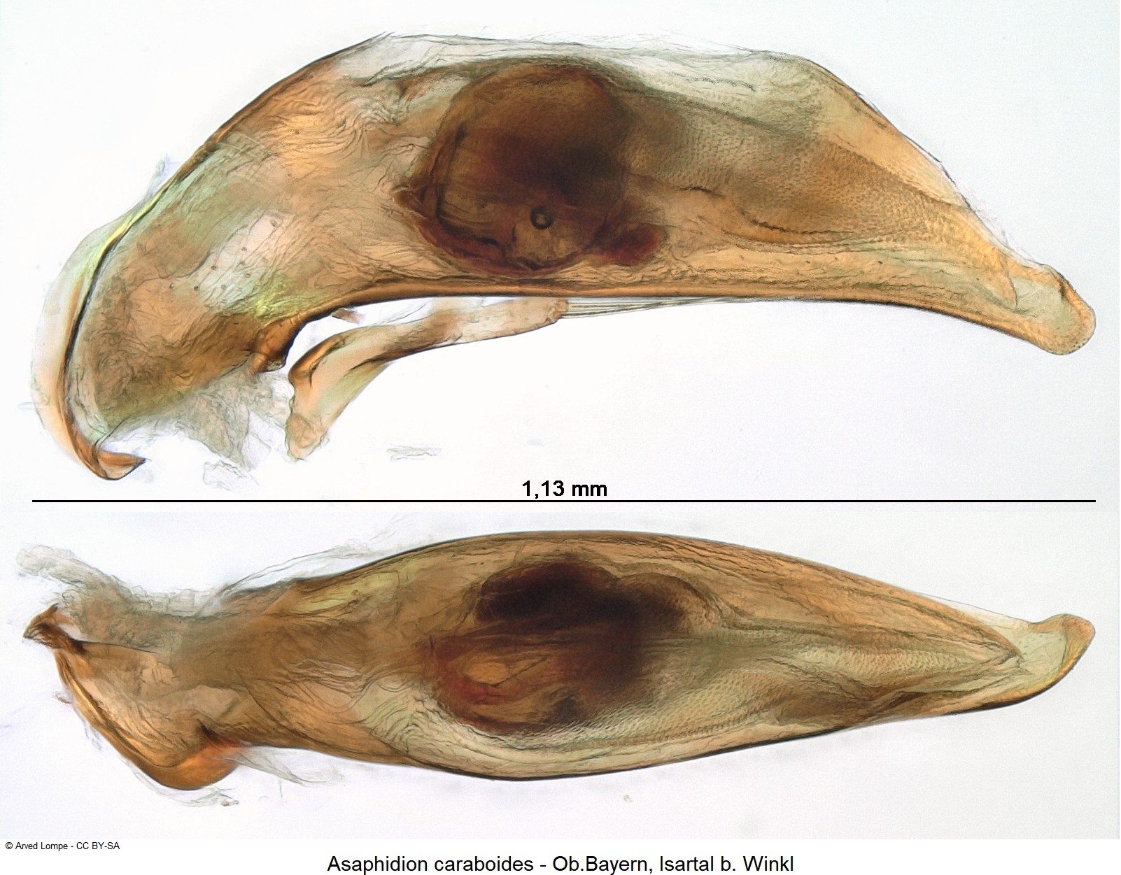 asaphidion_caraboides_ck1027.jpg
