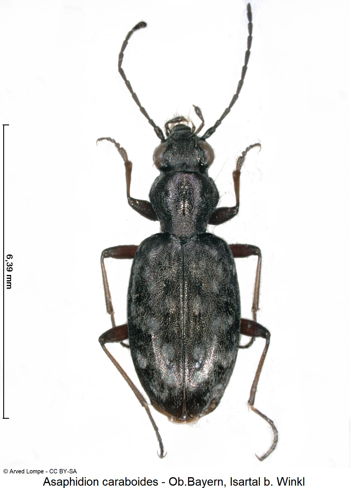 asaphidion_caraboides_ck1027_hab.jpg