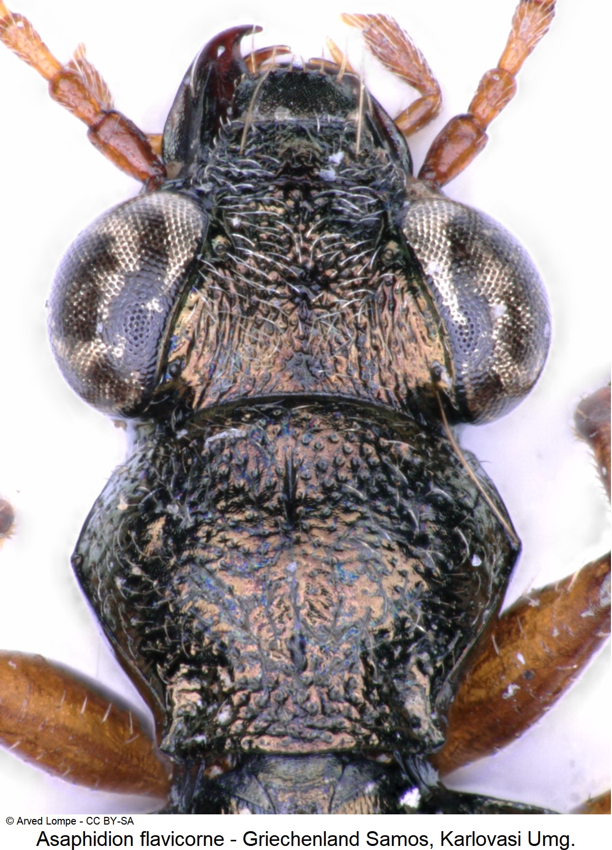 asaphidion_flavicorne_ck30809624_vk-1.jpg