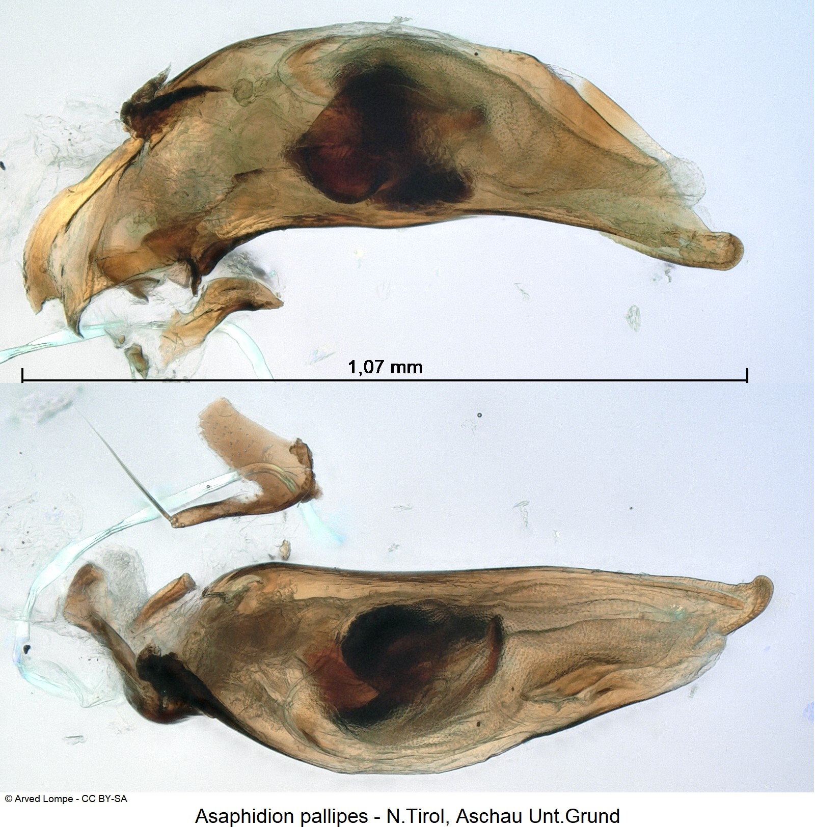 asaphidion_pallipes_ck1037.jpg