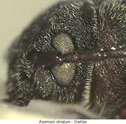asemum_striatum_k.jpg