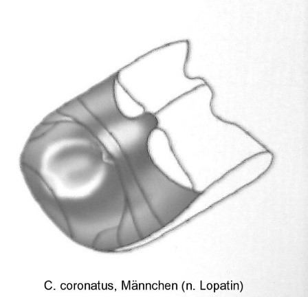 asionus_coronatus_abd.jpg
