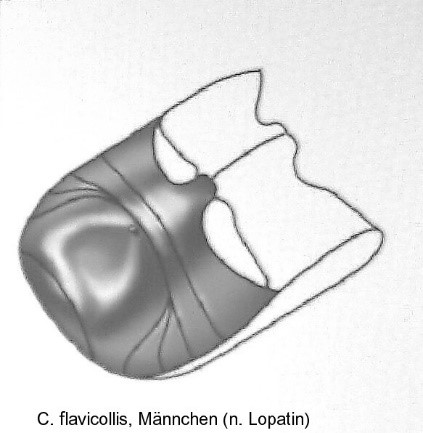 asionus_flavicollis_abd.jpg