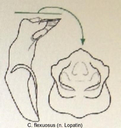 asionus_flexuosus_aed.jpg