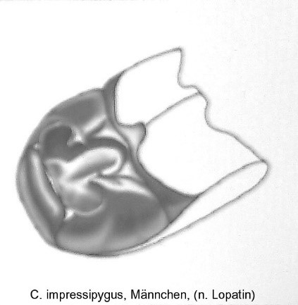 asionus_impressipygus_abd.jpg