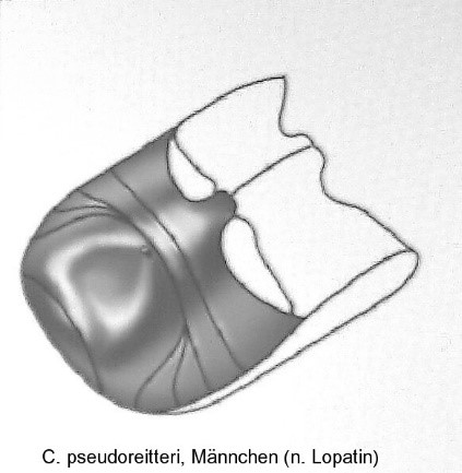 asionus_pseudoreitteri_abd.jpg