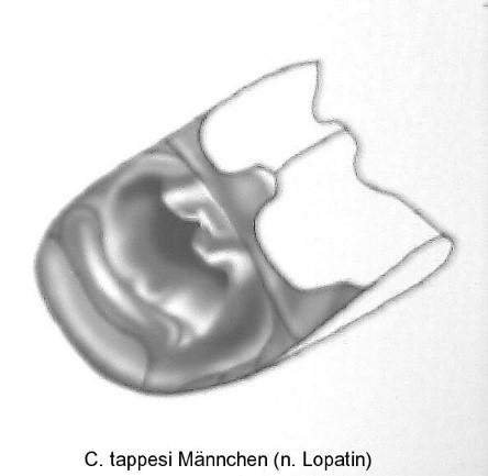 asionus_tappesi_abd.jpg