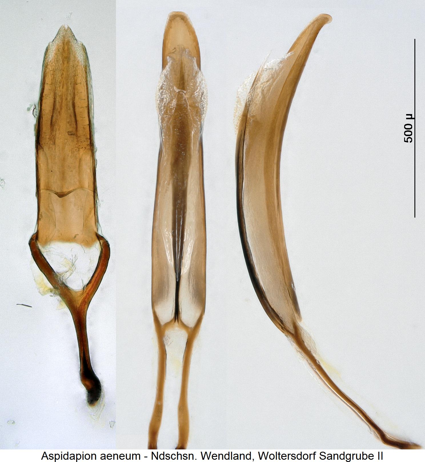 aspidapion_aeneum.jpg