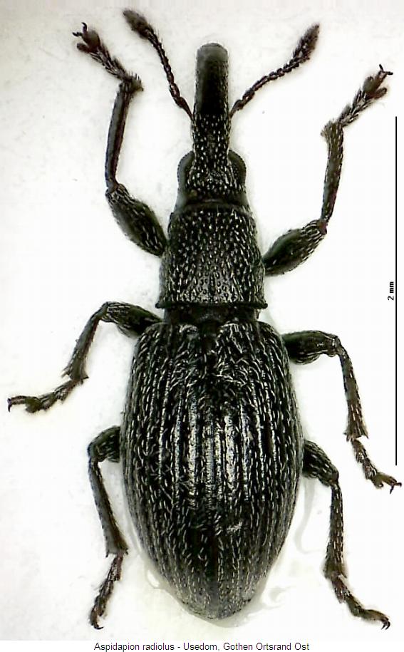aspidapion_radiolus_hab.jpg