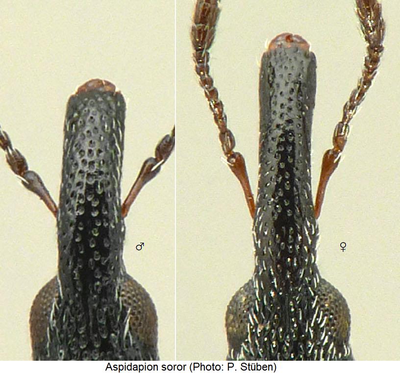 aspidapion_soror_k.jpg