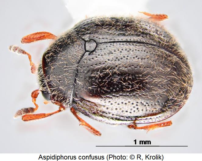 aspidiphorus_confusus_sa.jpg