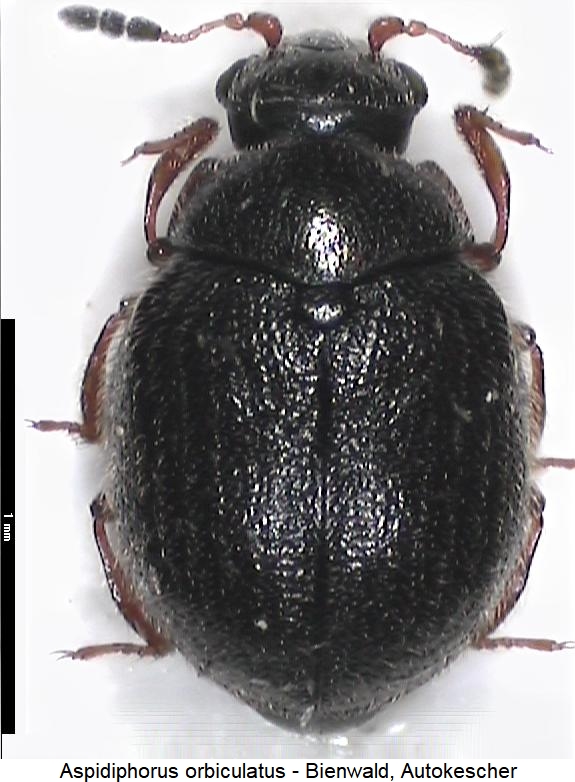 aspidiphorus_orbiculatus_hab.jpg