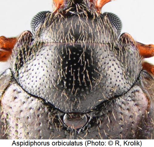 aspidiphorus_orbiculatus_hsch.jpg