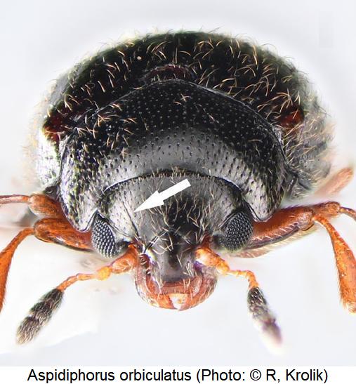 aspidiphorus_orbiculatus_k2.jpg