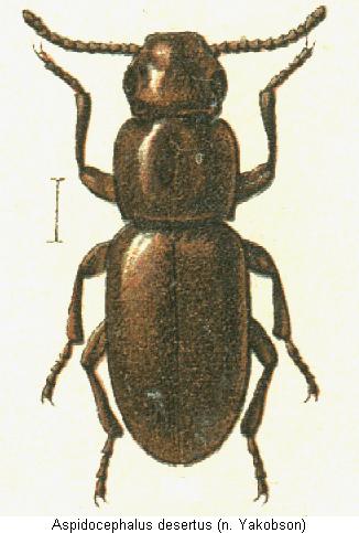 aspidocephalus_desertus_hab.jpg