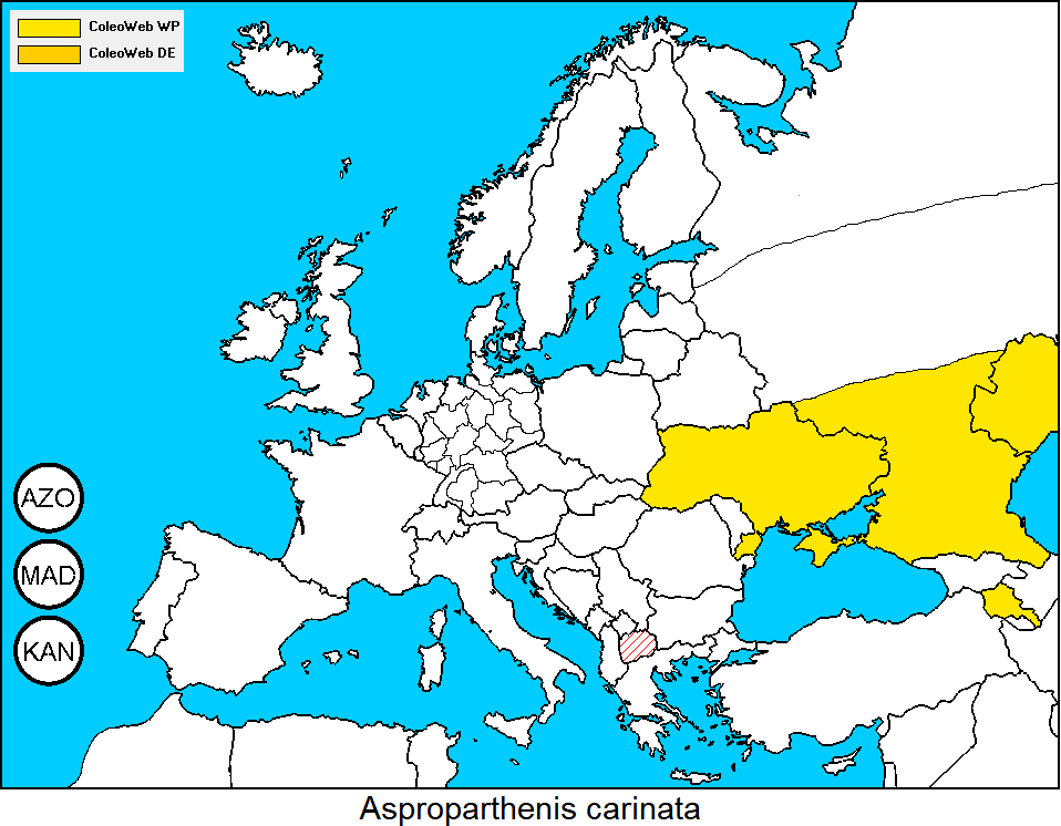 asproparthenis_carinata_dis.gif