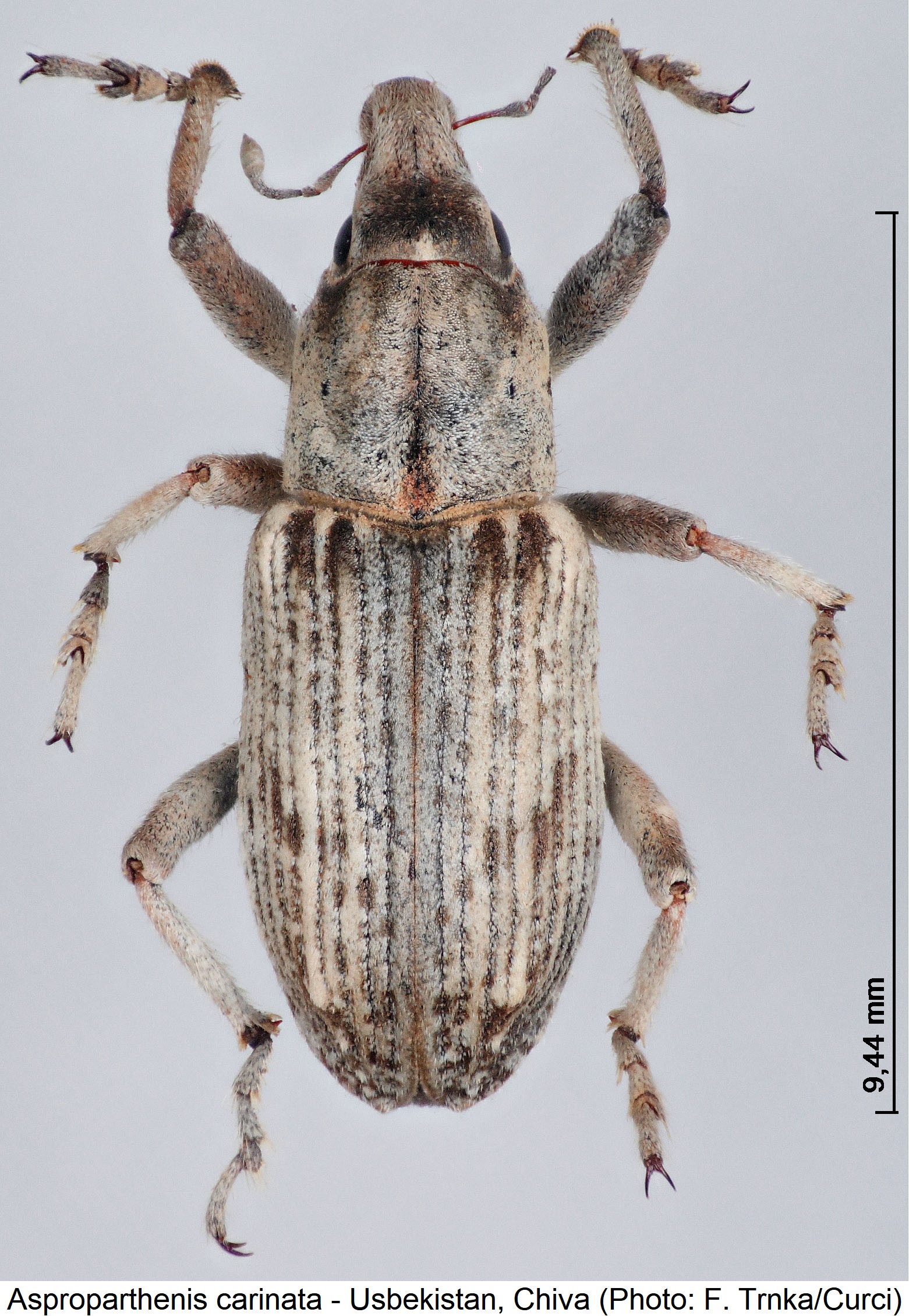 asproparthenis_carinata_hab.jpg