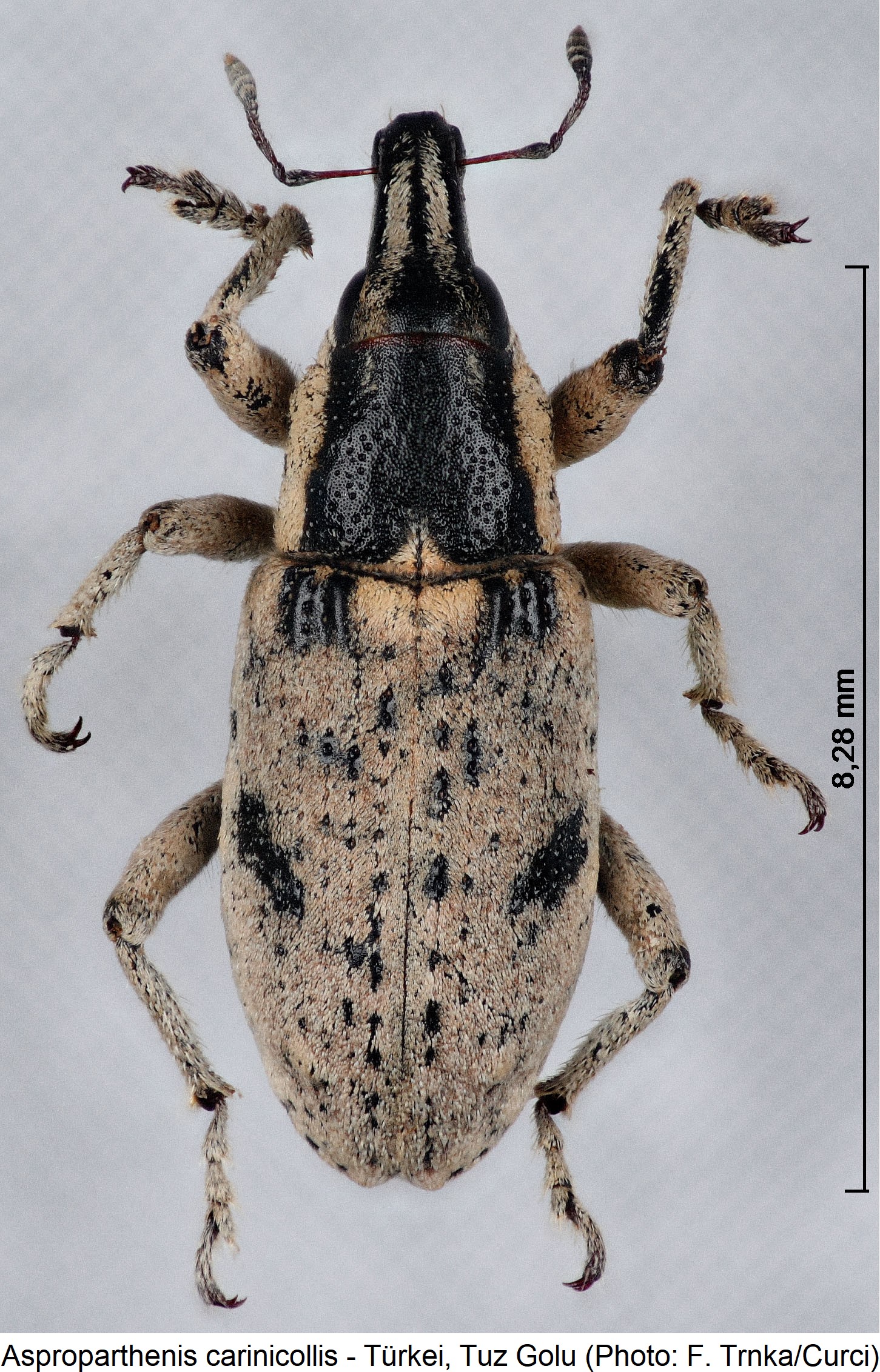 asproparthenis_carinicollis_hab.jpg