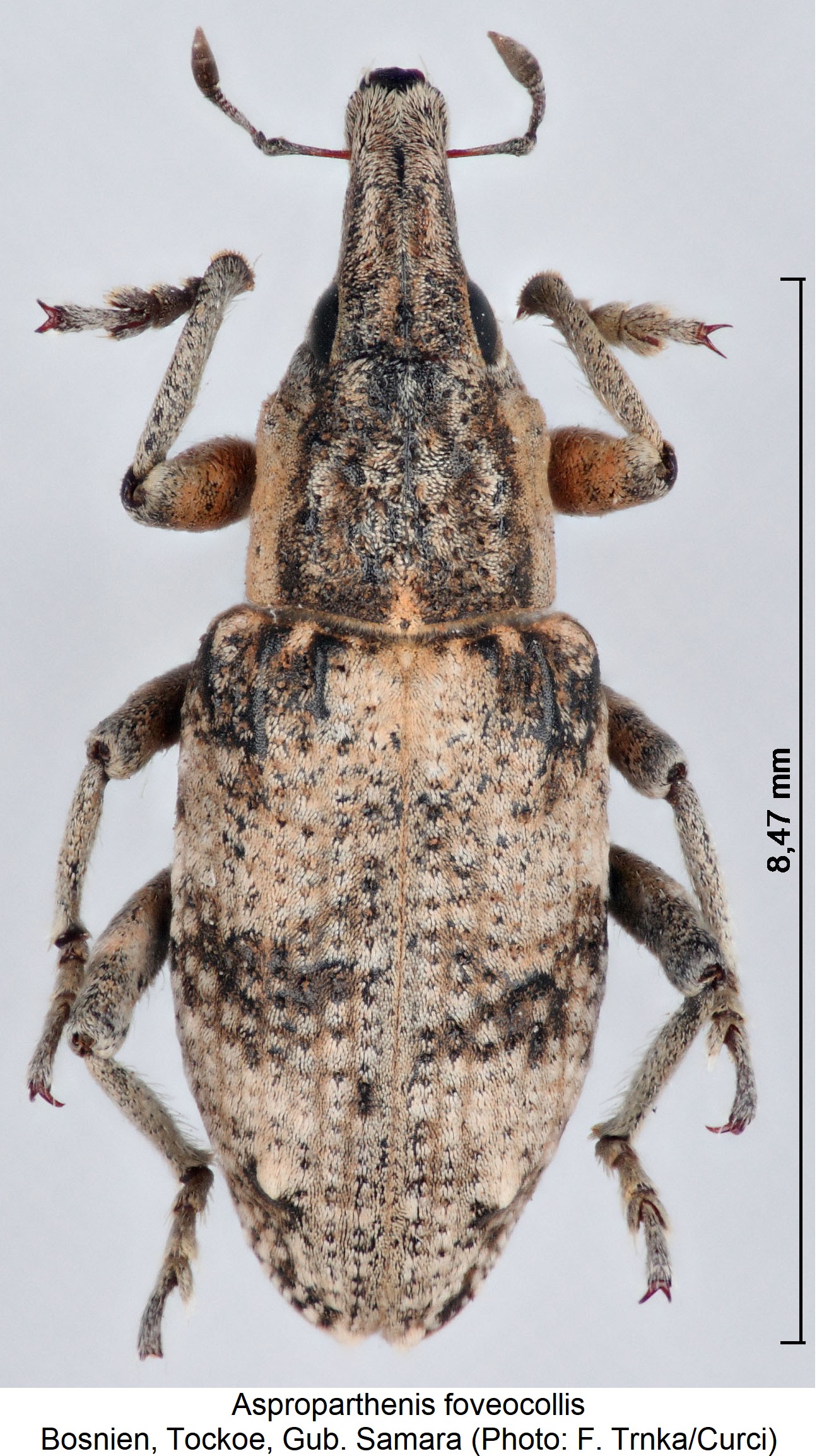asproparthenis_foveocollis_hab.jpg