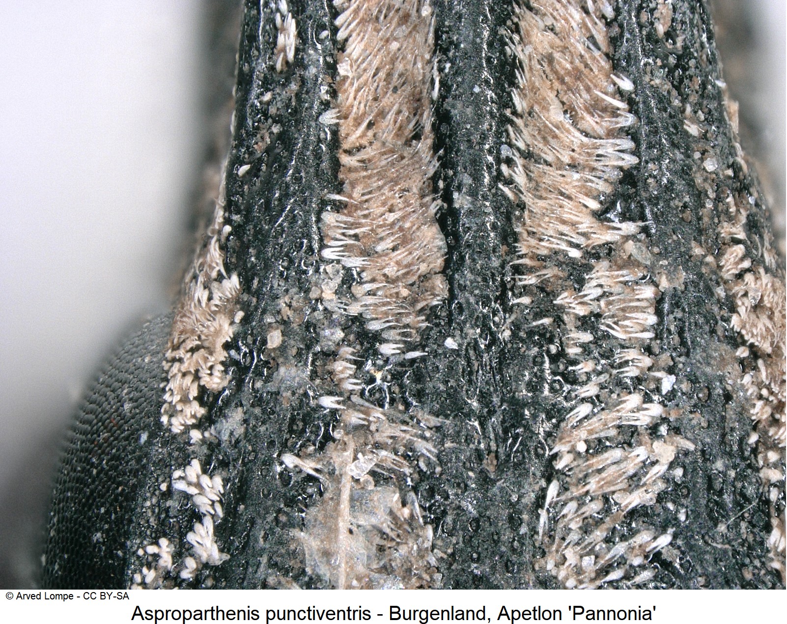 asproparthenis_punctiventris_ck14166_k_int.jpg