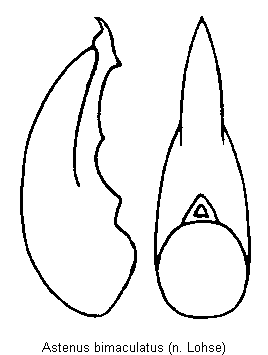 astenus_bimaculatus.gif