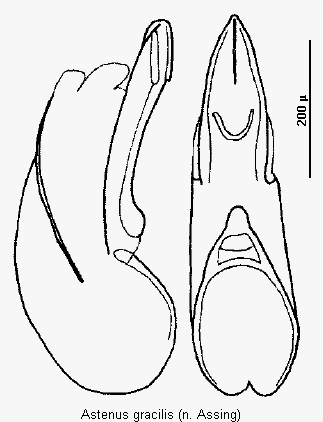 astenus_gracilis.gif