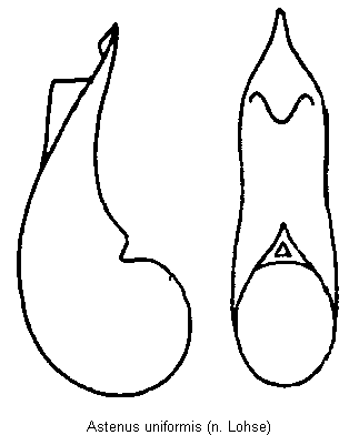 astenus_uniformis.gif