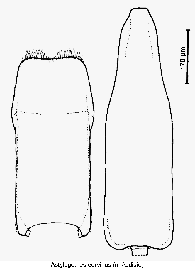 astylogethes_corvinus1.gif