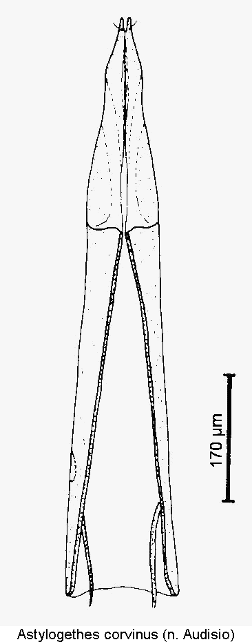 astylogethes_corvinus_ovi.gif