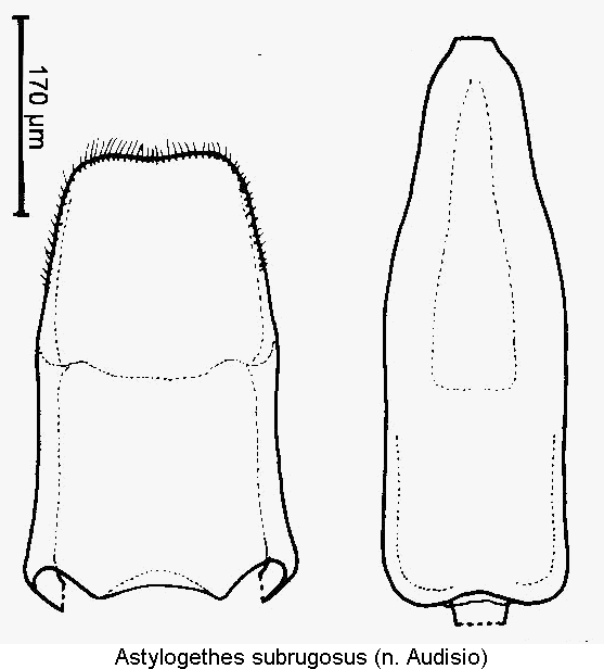 astylogethes_subrugosus.gif