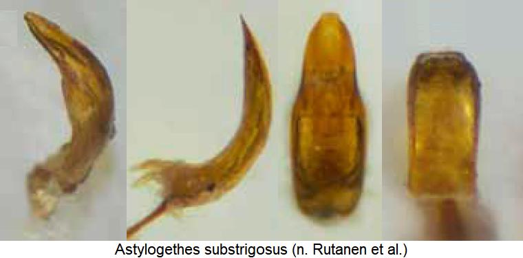 astylogethes_substrigosus.jpg