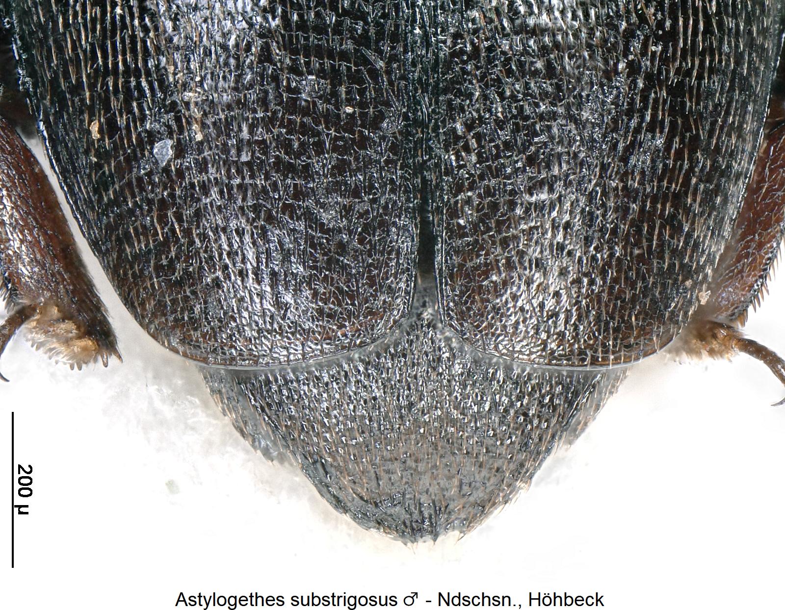 astylogethes_substrigosus_m_pyg.jpg