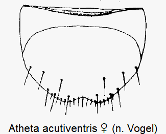 atheta_acutiventris_w_ster.gif