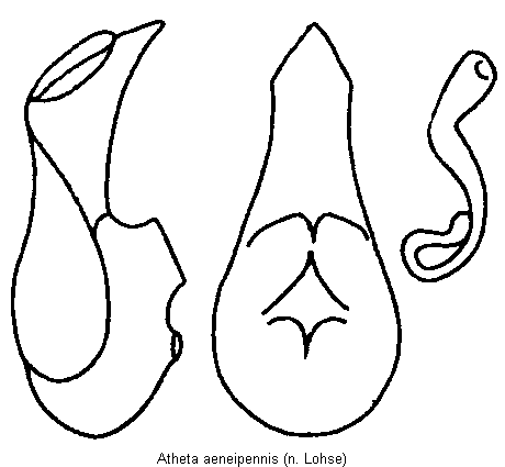 atheta_aeneipennis.gif