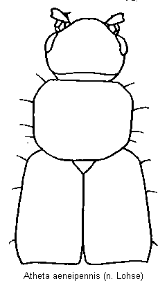 atheta_aeneipennis_vk.gif