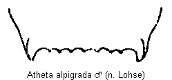atheta_alpigrada_ter.gif