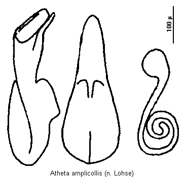 atheta_amplicollis.gif
