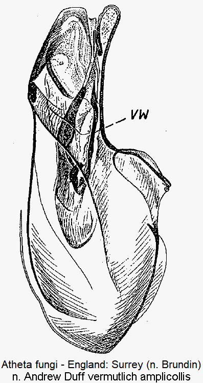 atheta_amplicollis1.gif