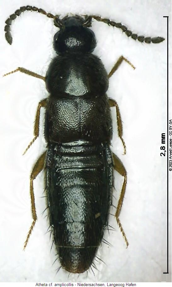 atheta_amplicollis_hab.jpg