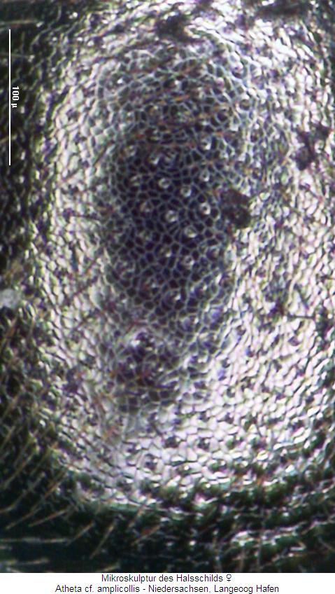 atheta_amplicollis_ms.jpg