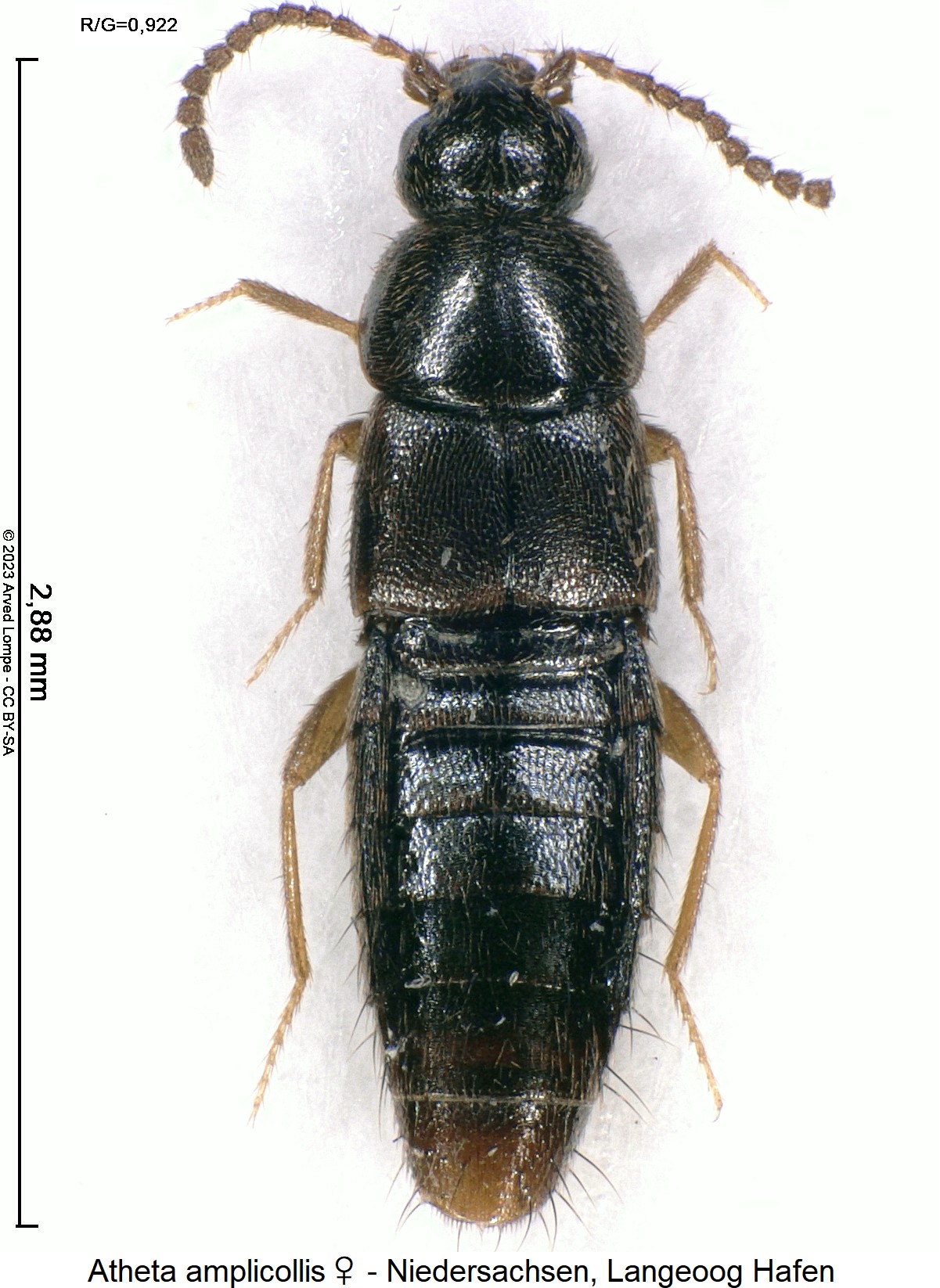 atheta_amplicollis_w_hab.jpg