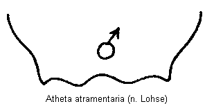 atheta_atramentaria_tergit.gif