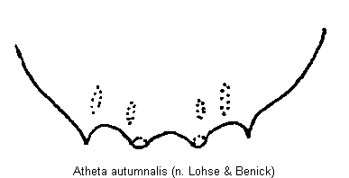 atheta_autumnalis_ter.gif